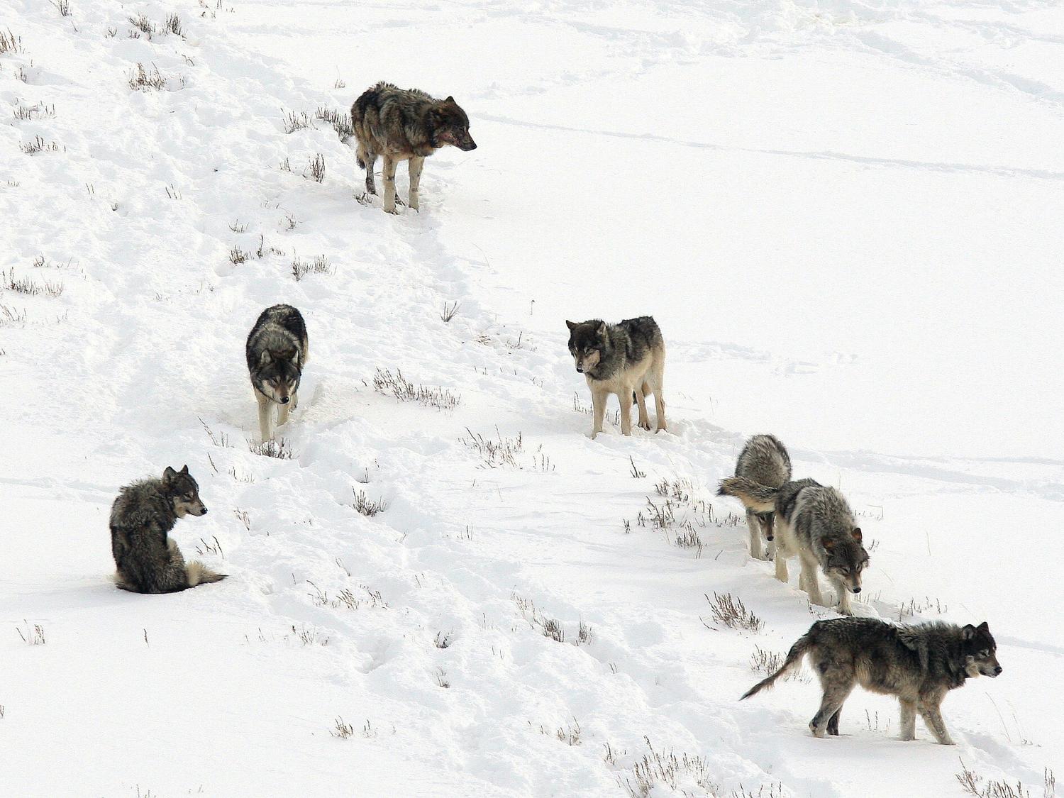 wolf pack