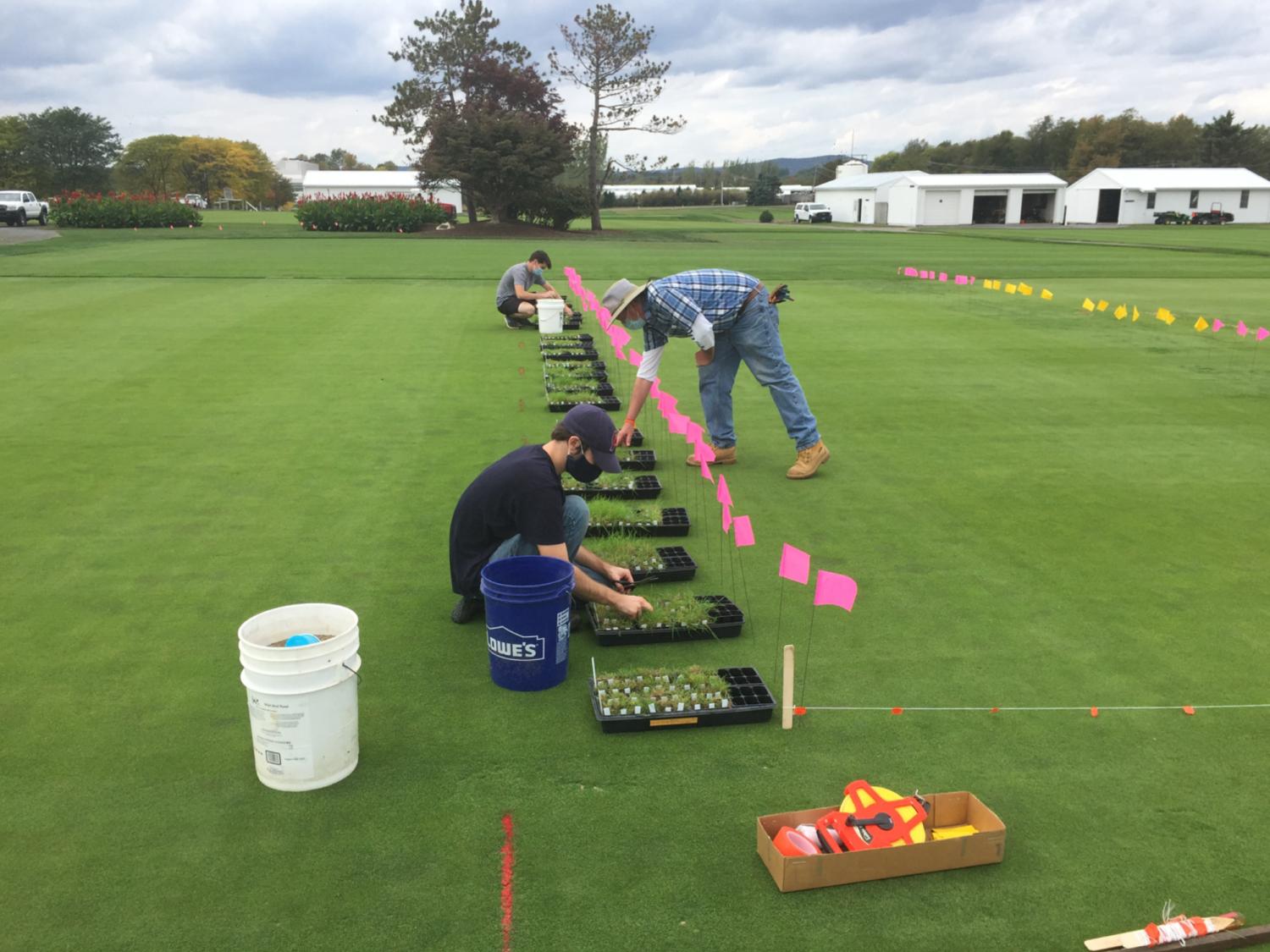Poa annua study header