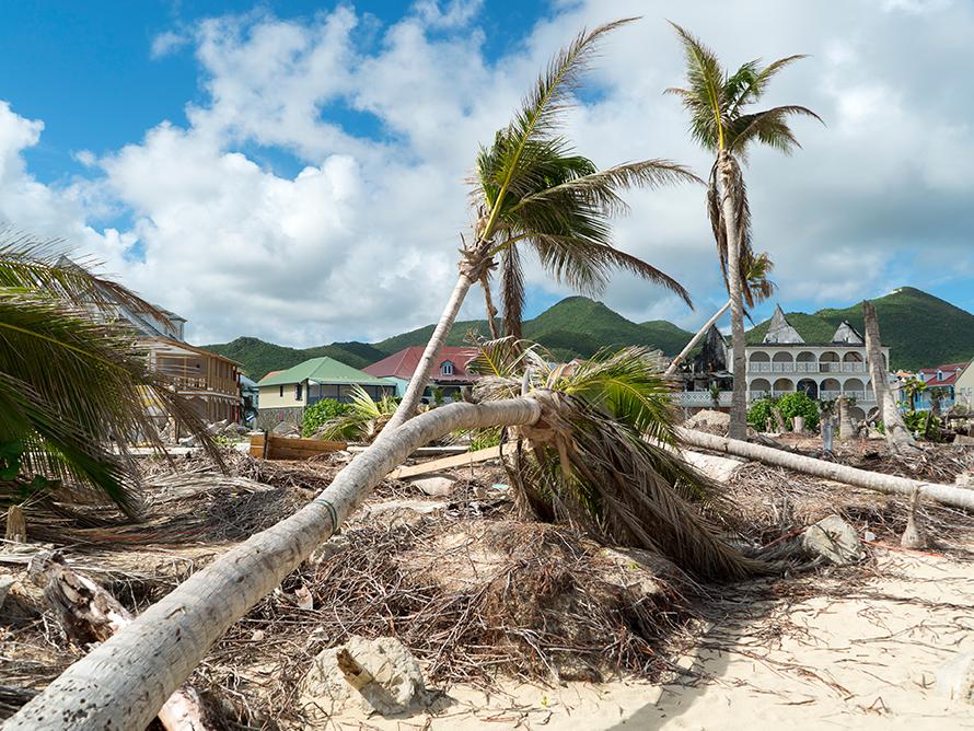 downed palm trees over rubble from wind and water damage