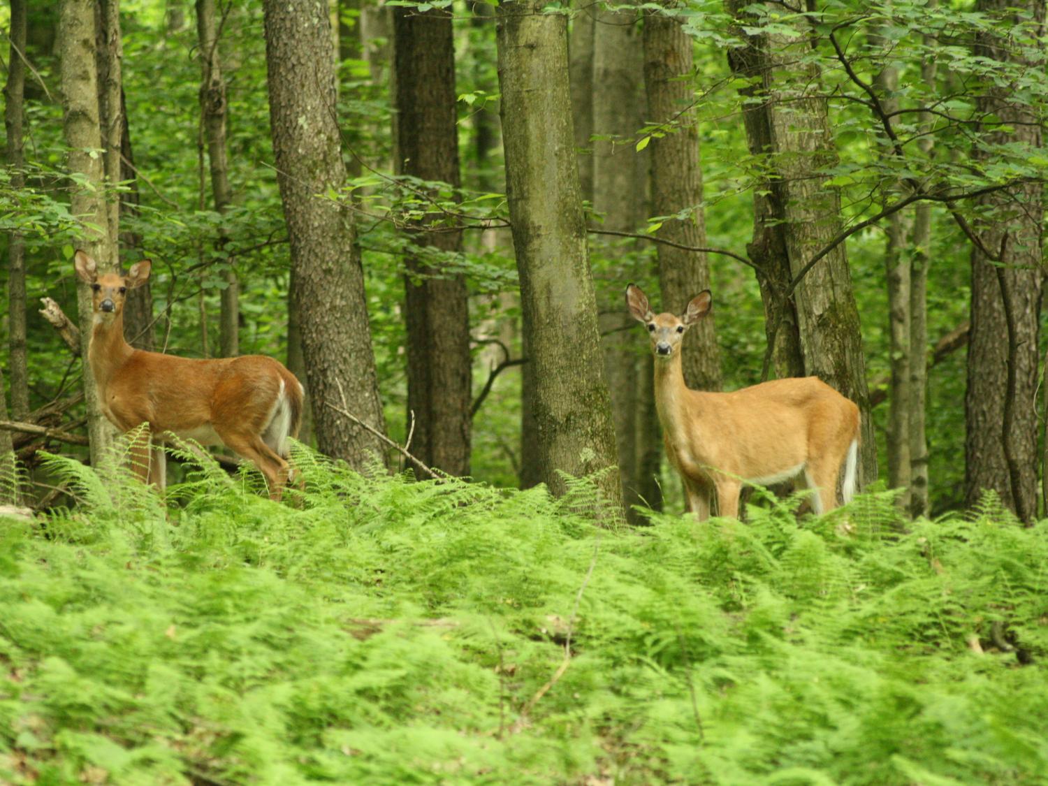 Two whitetail deer