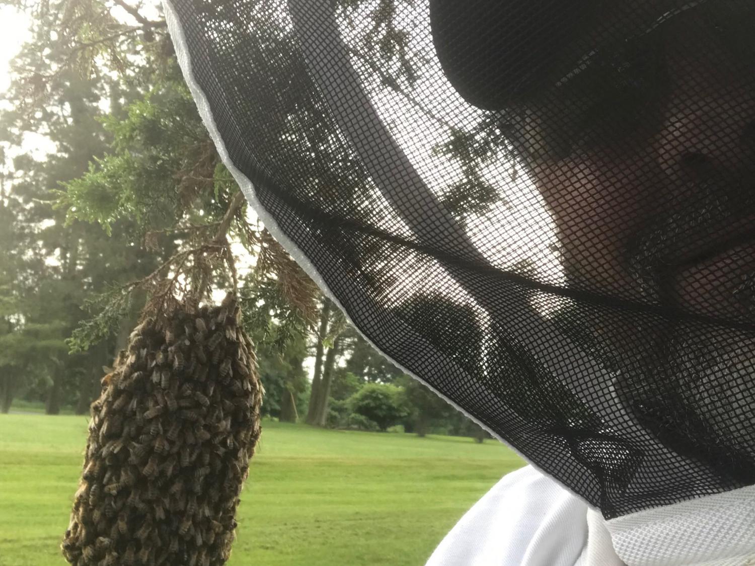 Russell Johnson with bee swarm