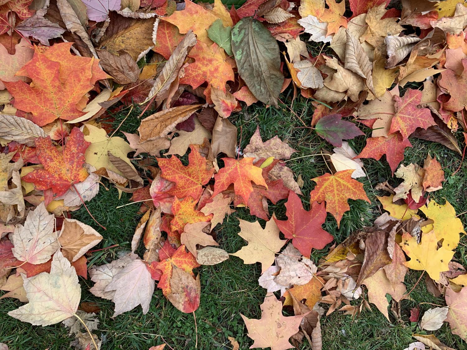 Leaves on ground