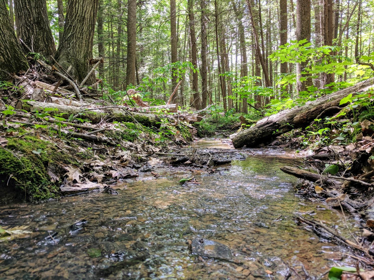 A stream running through a forested watershed.