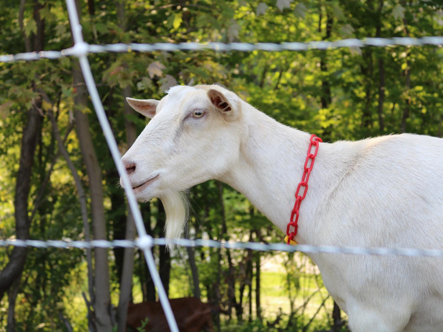 goat behind fence 