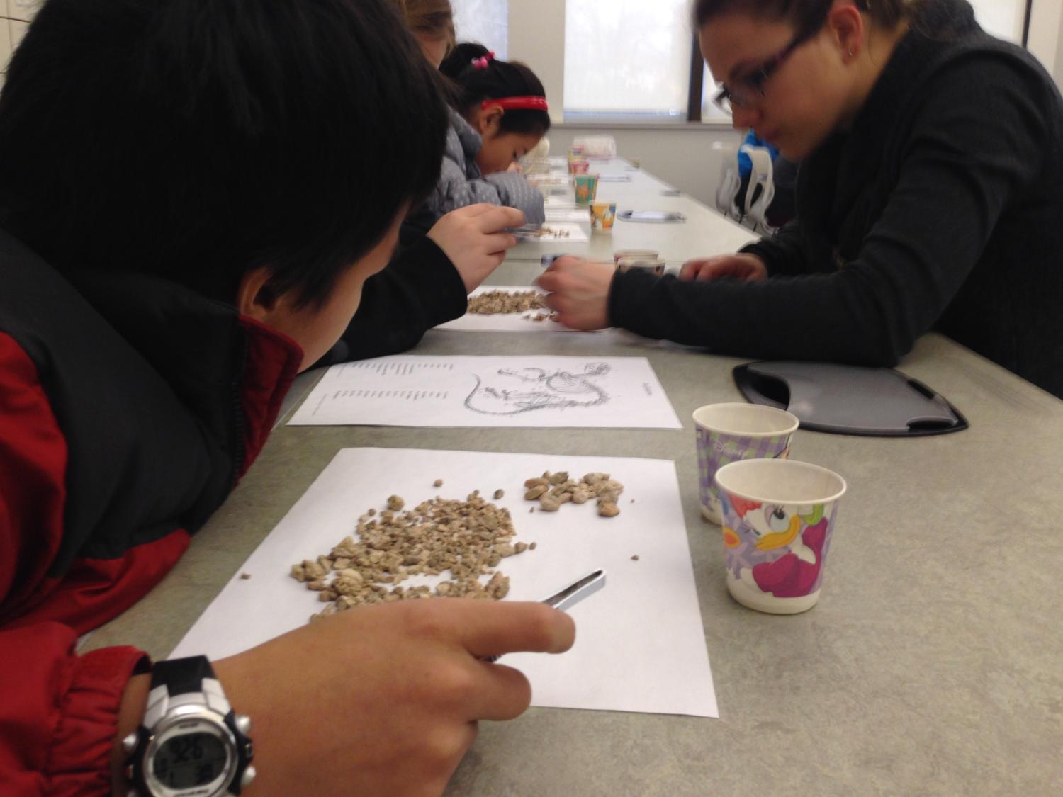 A fifth-grade student holding tweezers has separated small animal bones from a pile of rocks and watches a Penn State graduate student giving instruction 