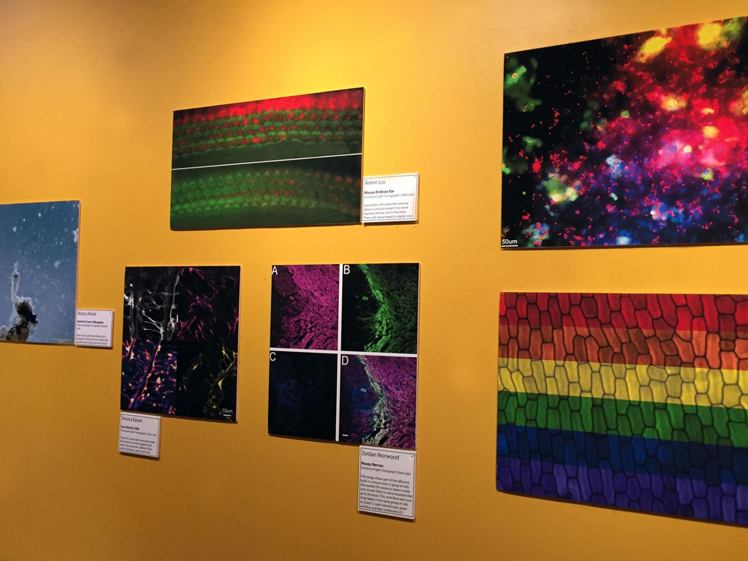 Science-based artwork hangs on a wall