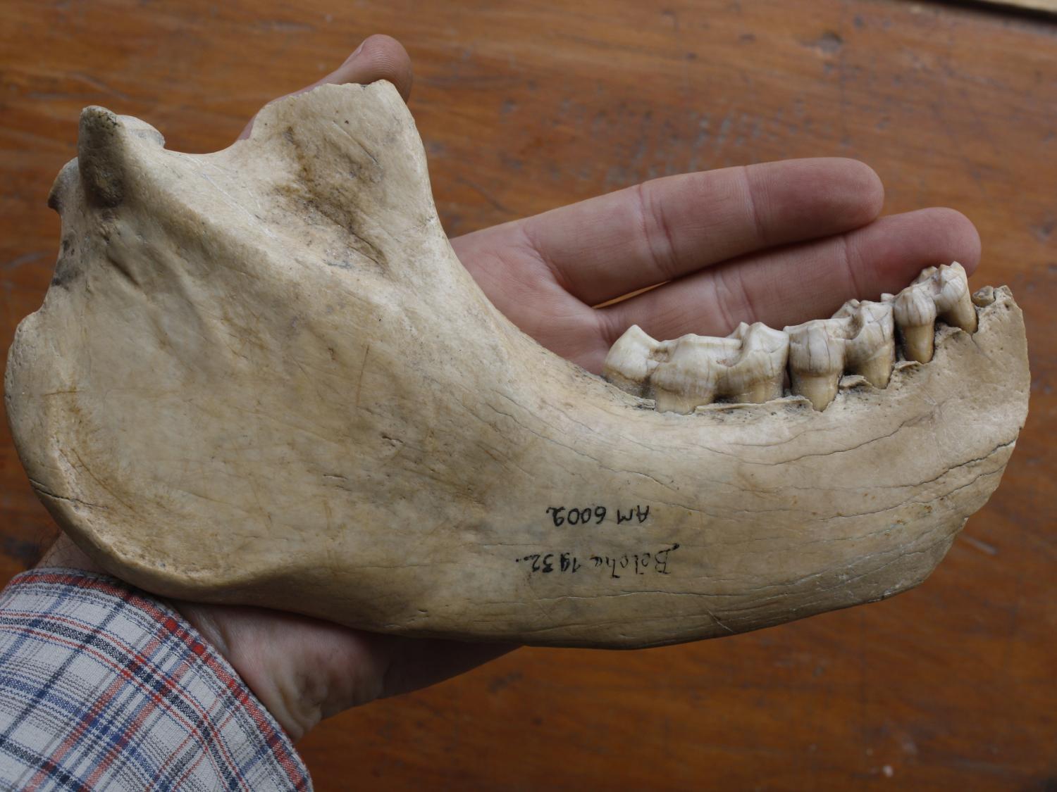 Hand holding large subfossil jawbone