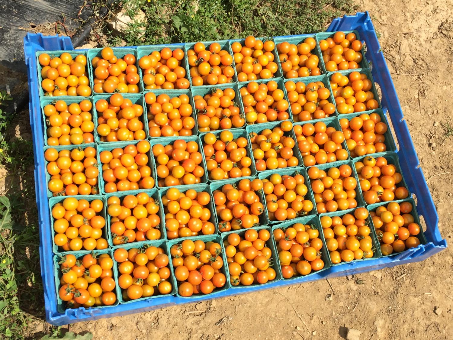 yellow tomatoes