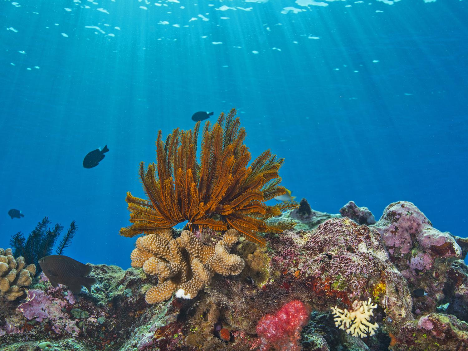 coral reef in Australia