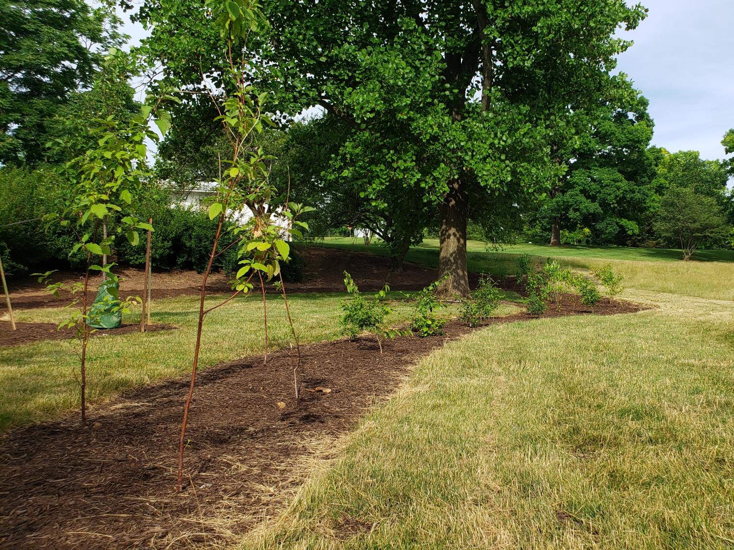 Oak Road Meadow Project