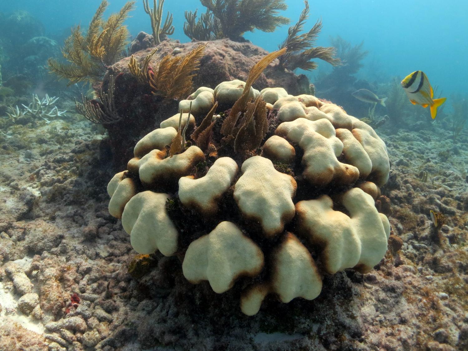 Boulder Star Coral 