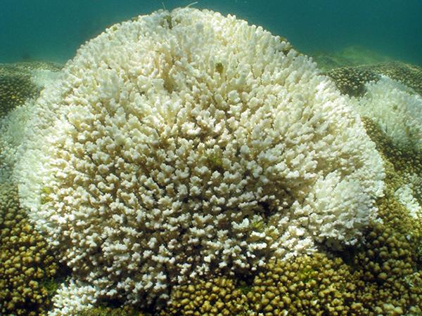 Bleached white Pocillopor coral surrounded by healthy unbleached brown coral