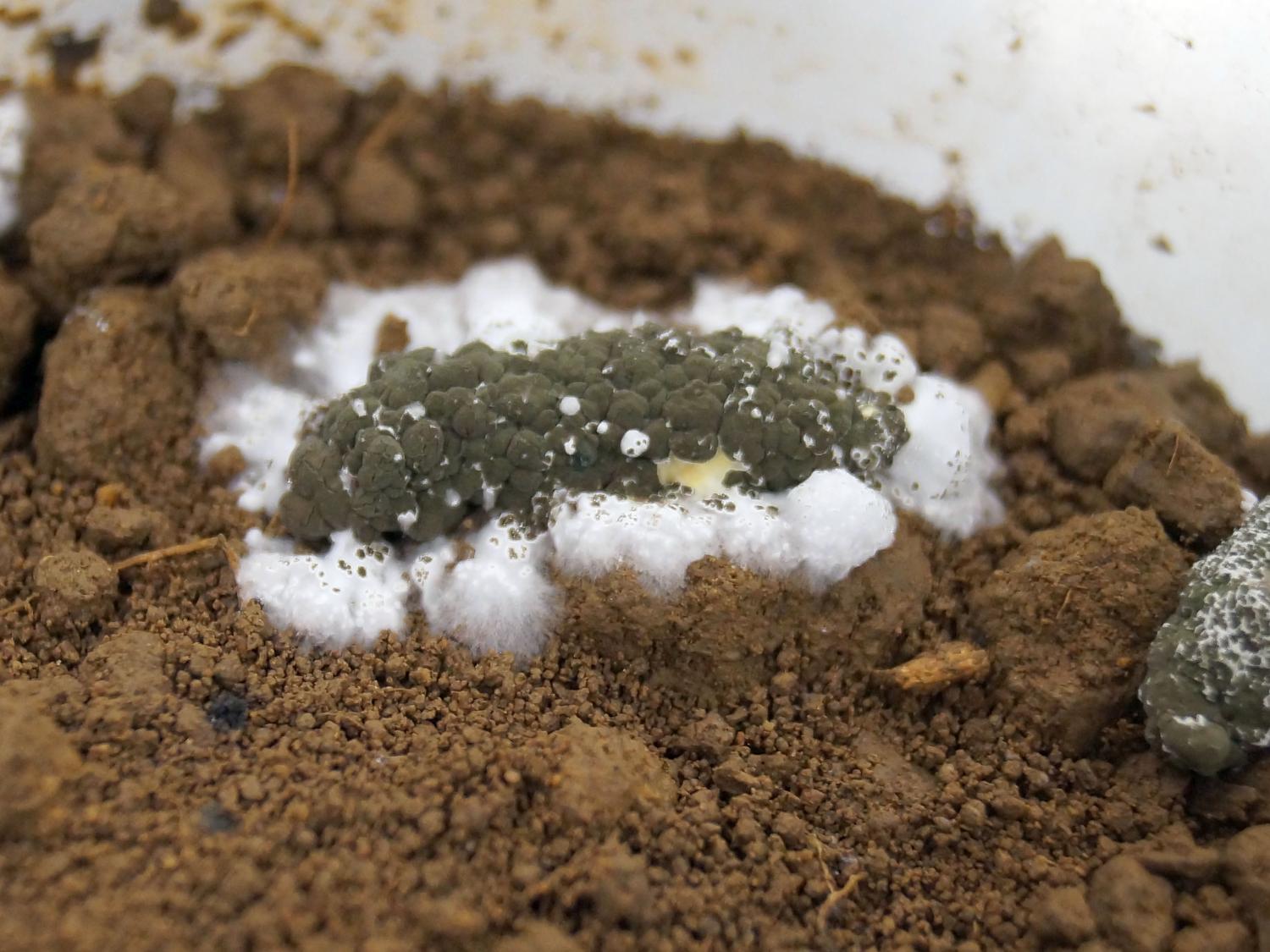 Insect infected with M. robertsii fungus