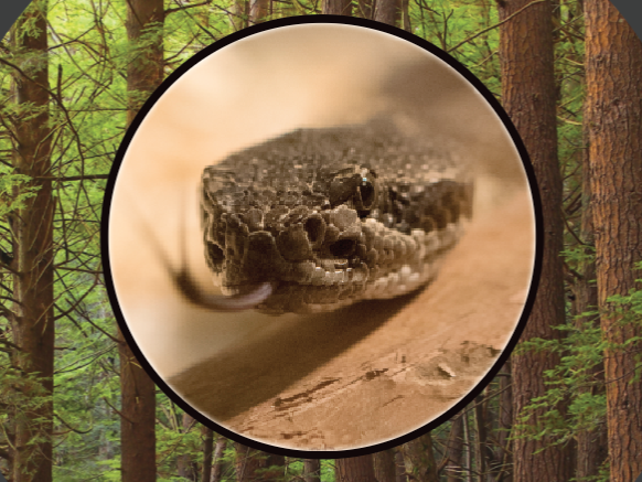 closeup of snake head with tongue out, background image of tall trees