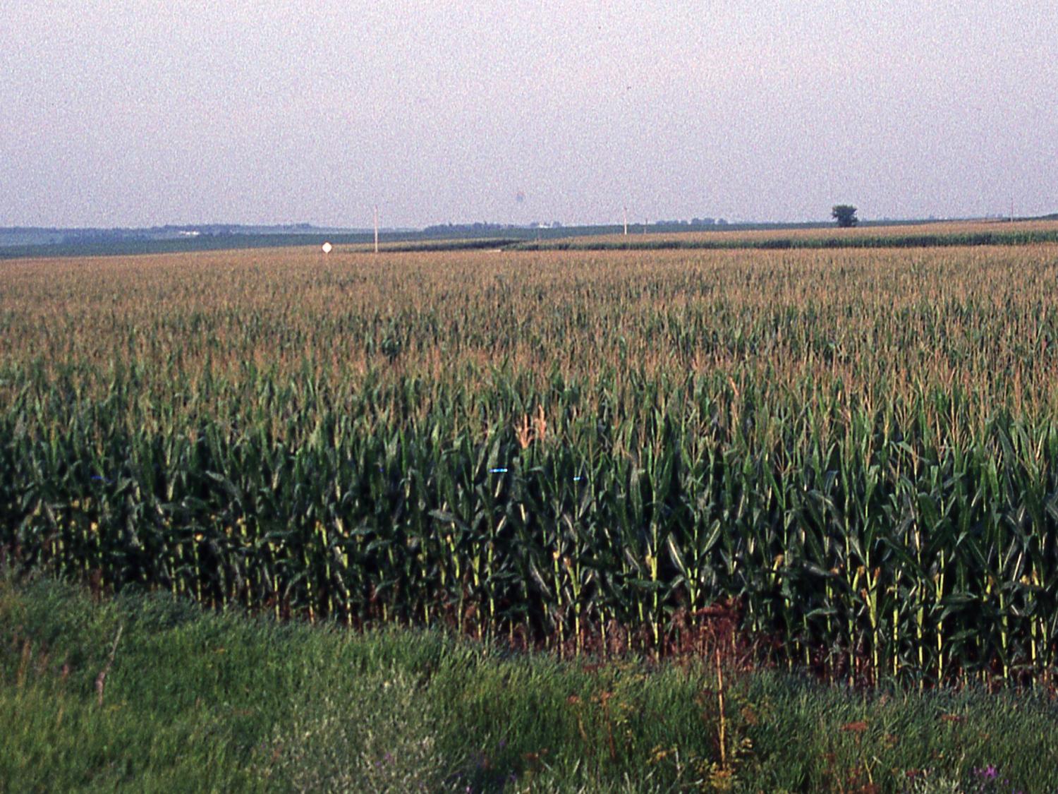 Iowa corn landscape