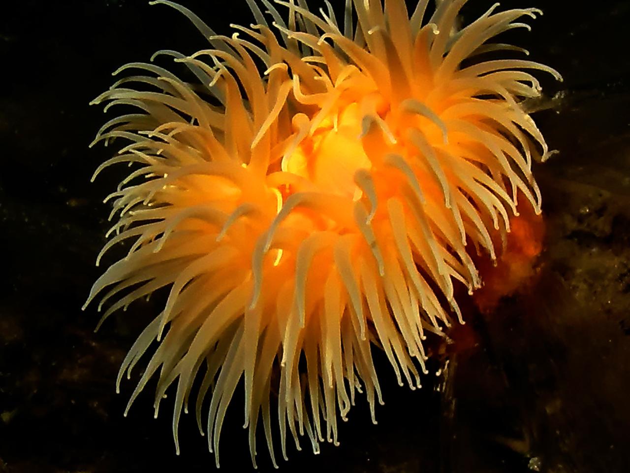 sea anemone