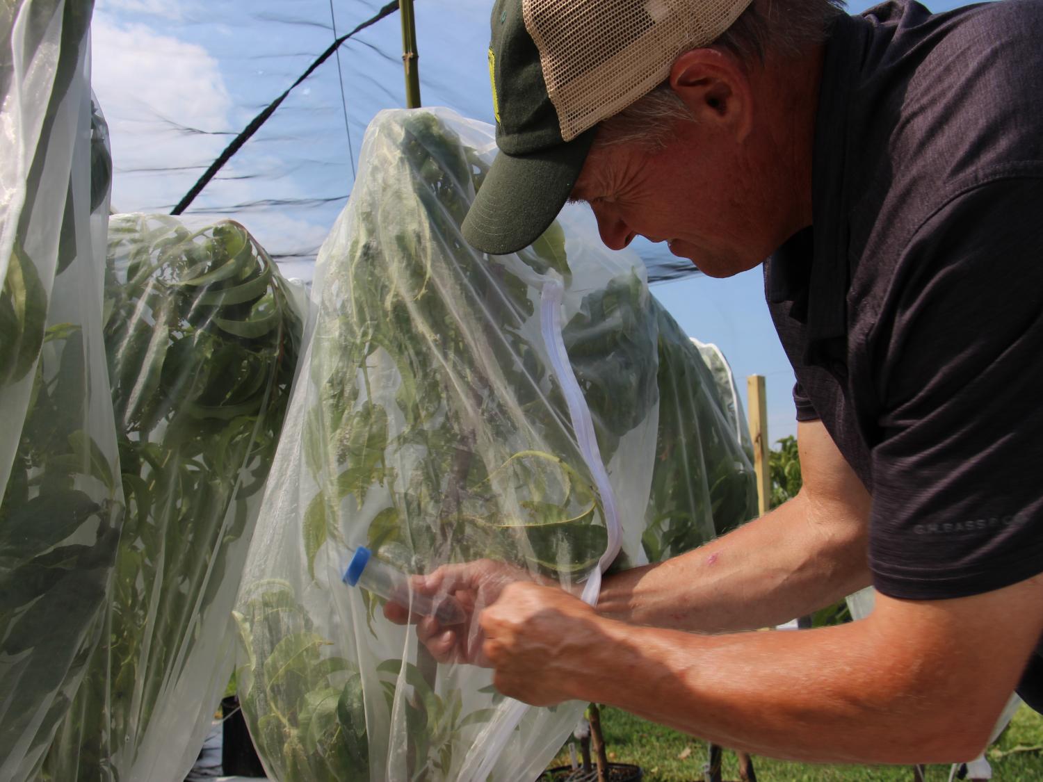 John Rost treating the plants to kill the SLF.