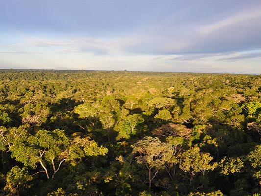 Brazillian rainforest