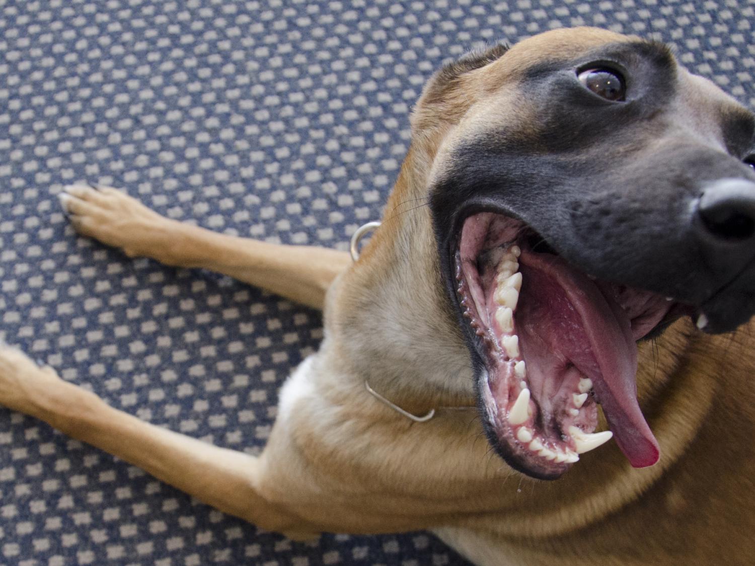Police dog Rudie
