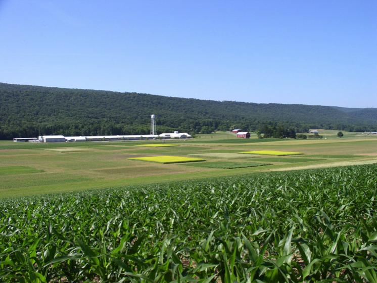 Rock Springs farm