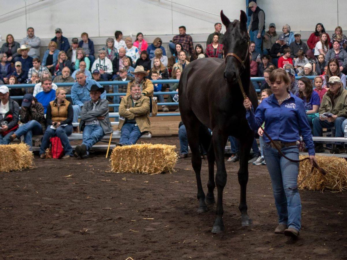 Penn State horse sale Kent