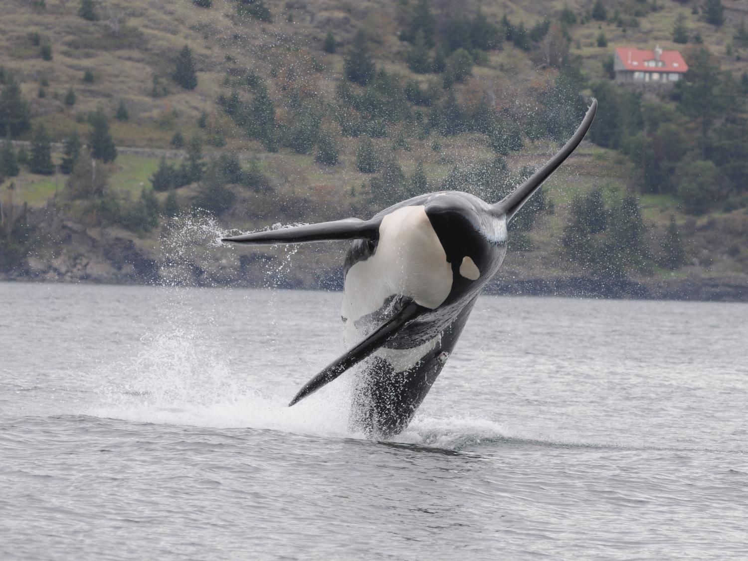 Killer Whale San Juan Island
