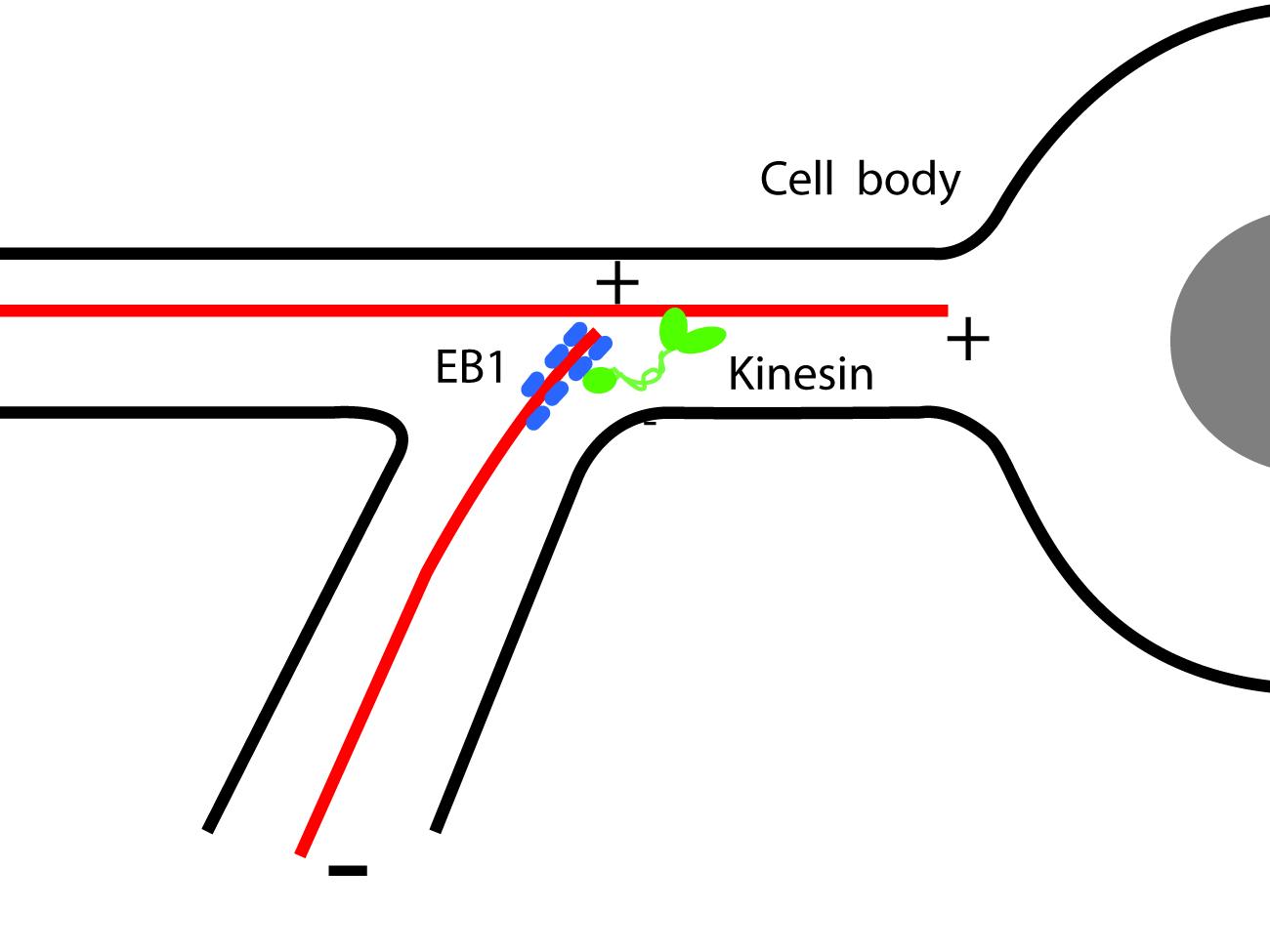 microtubule line drawing