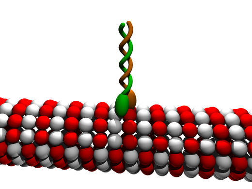 kinesin 