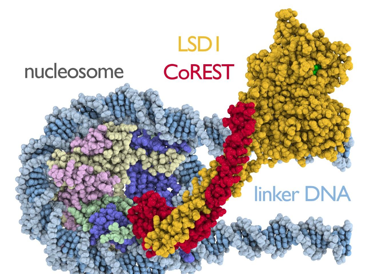 corest connects nucleosome and LSD1
