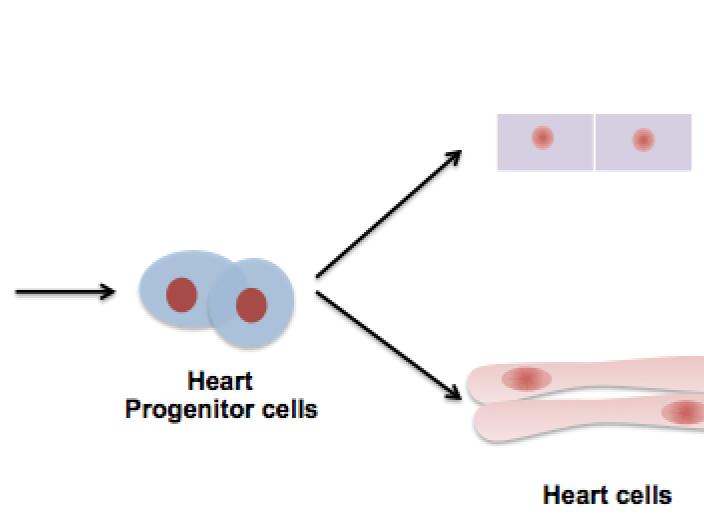 heart progenitors cells 