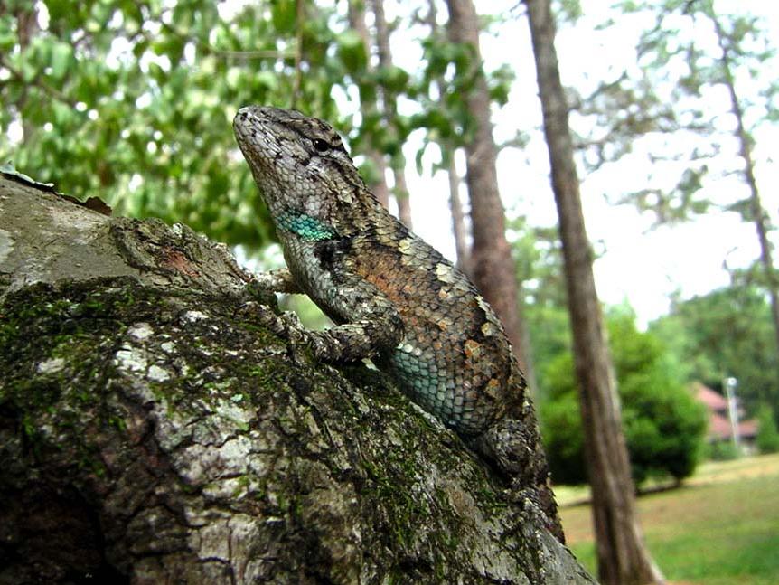 A female fence lizard climbing on a rock