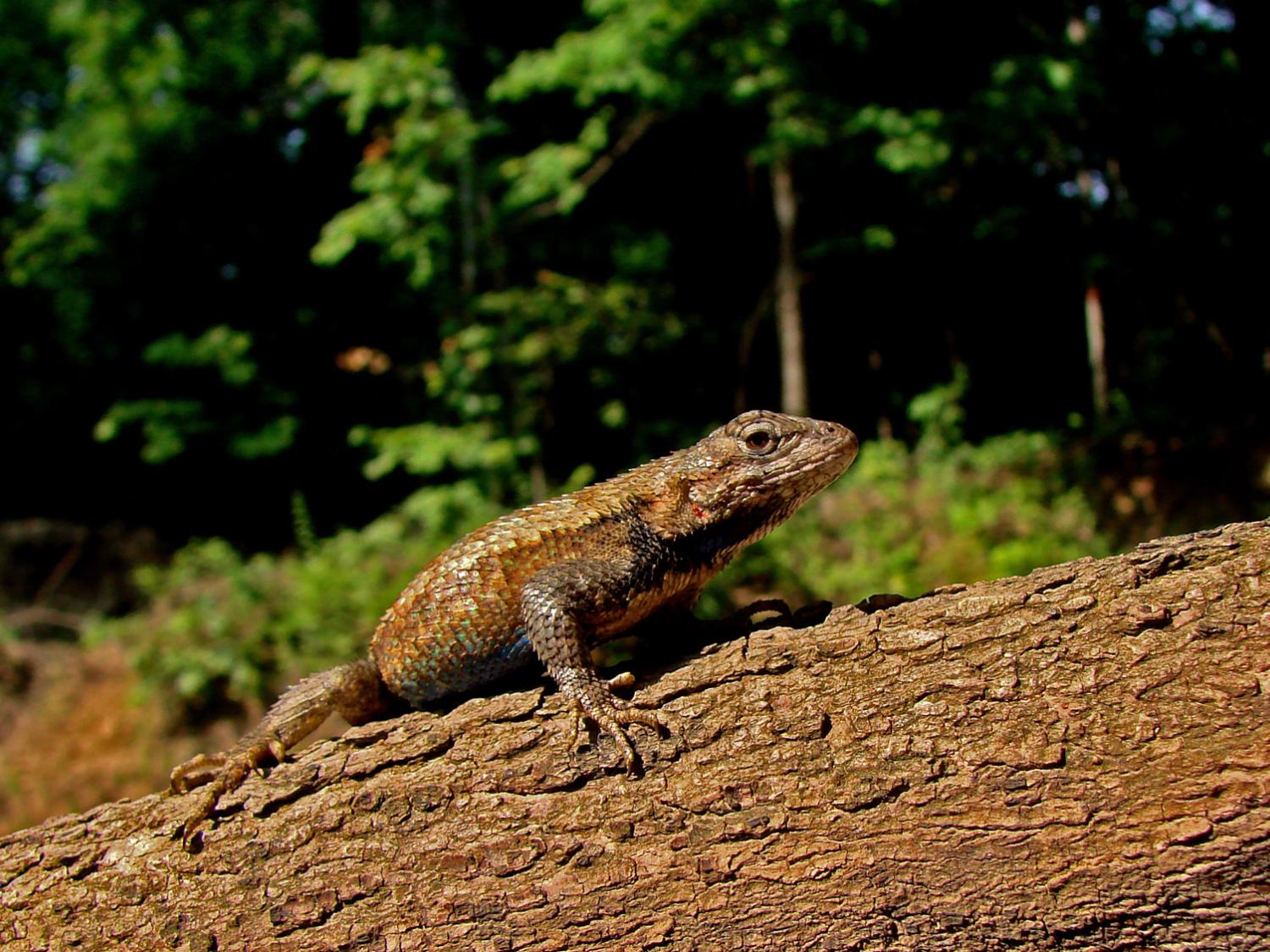 Lizards quickly adapt to threat from invasive fire ants | Penn