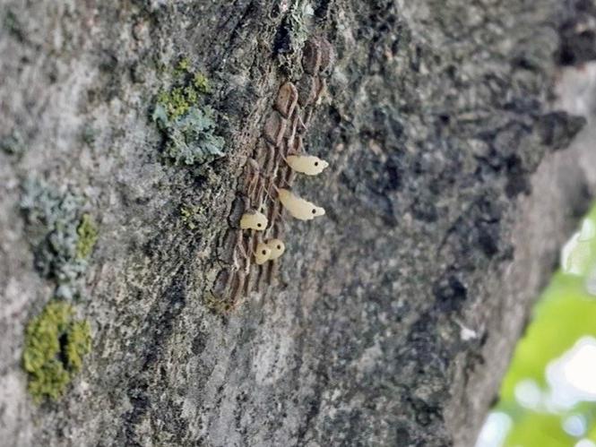 Lanternfly nymphs from eggs