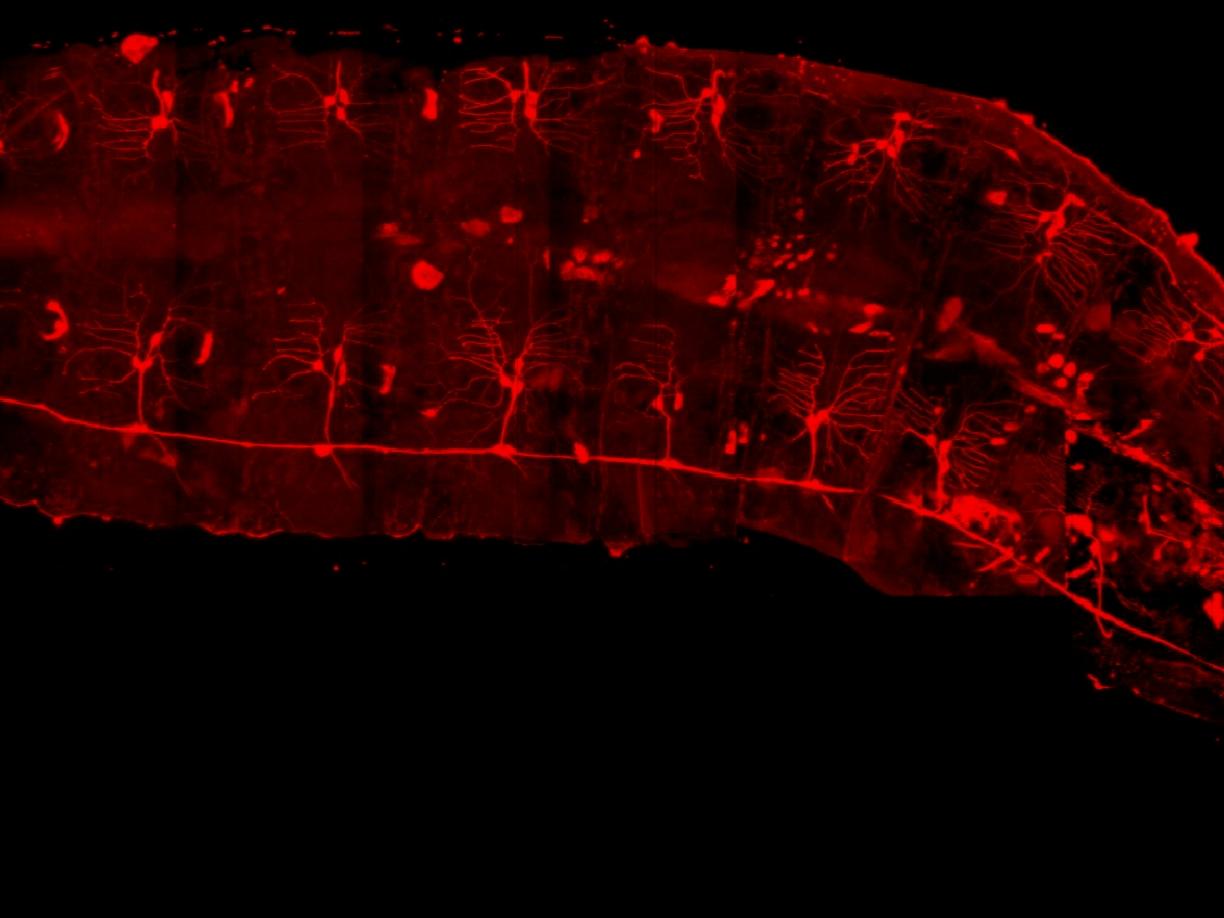 A whole Drosophila larva expressing a fluorescent protein (red) in a subset of its sensory neurons.
