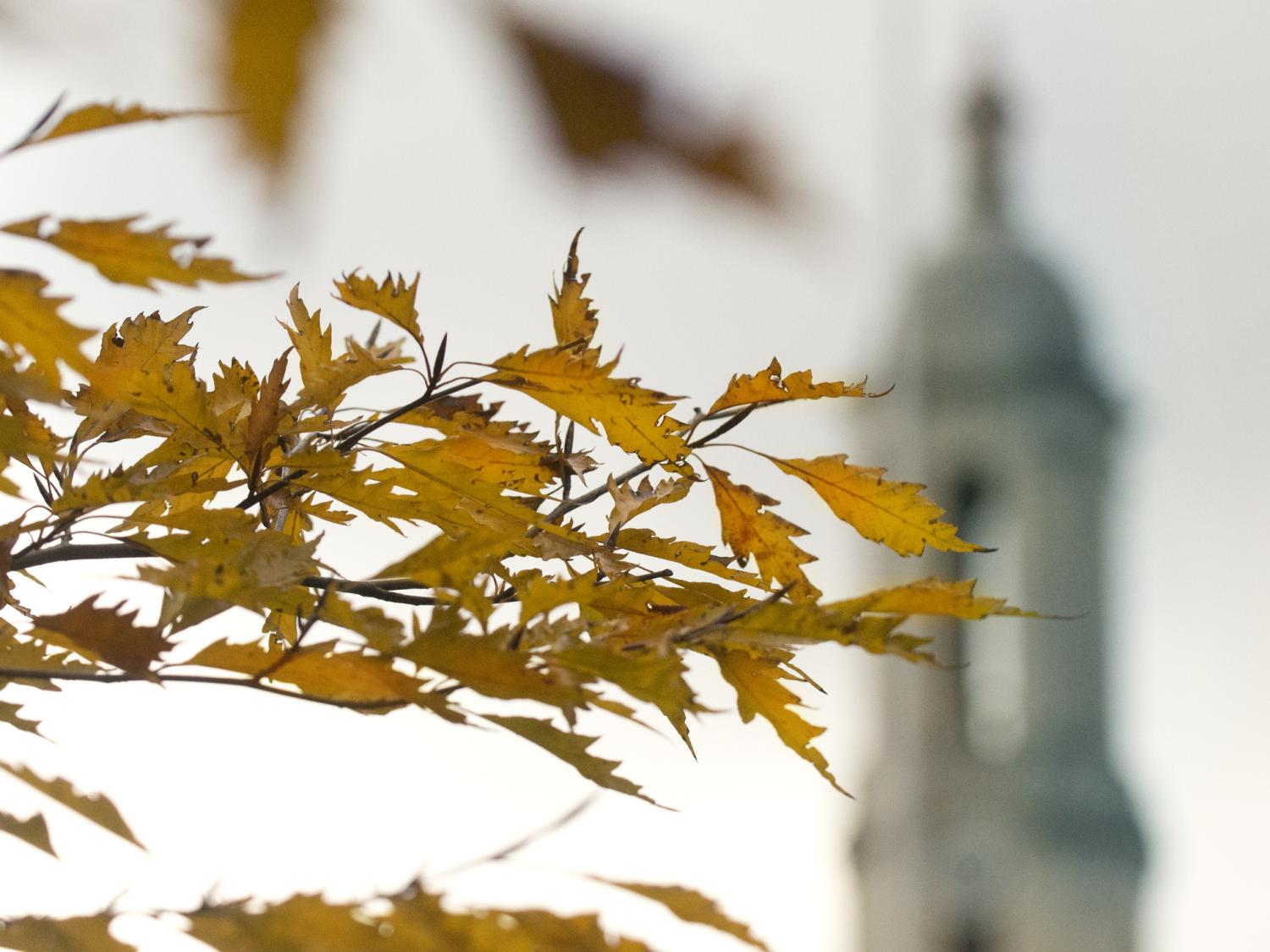 late autumn leaves old main