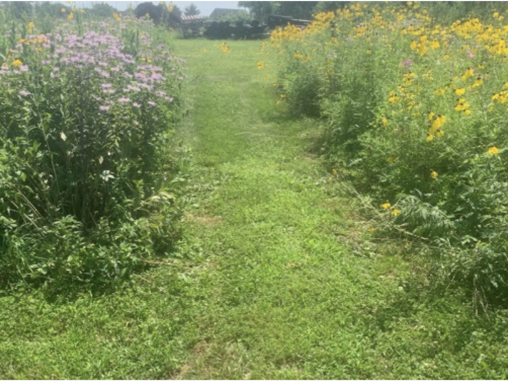 nontraditional landscaping