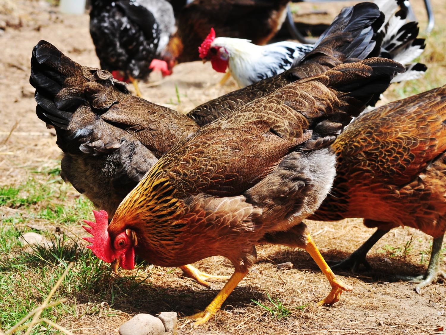 Leghorn Chicken