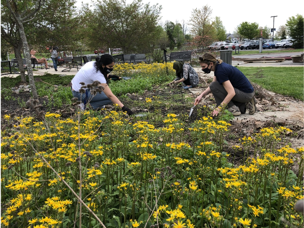 Students working in Penn State Lehigh Valley's pollinator garden