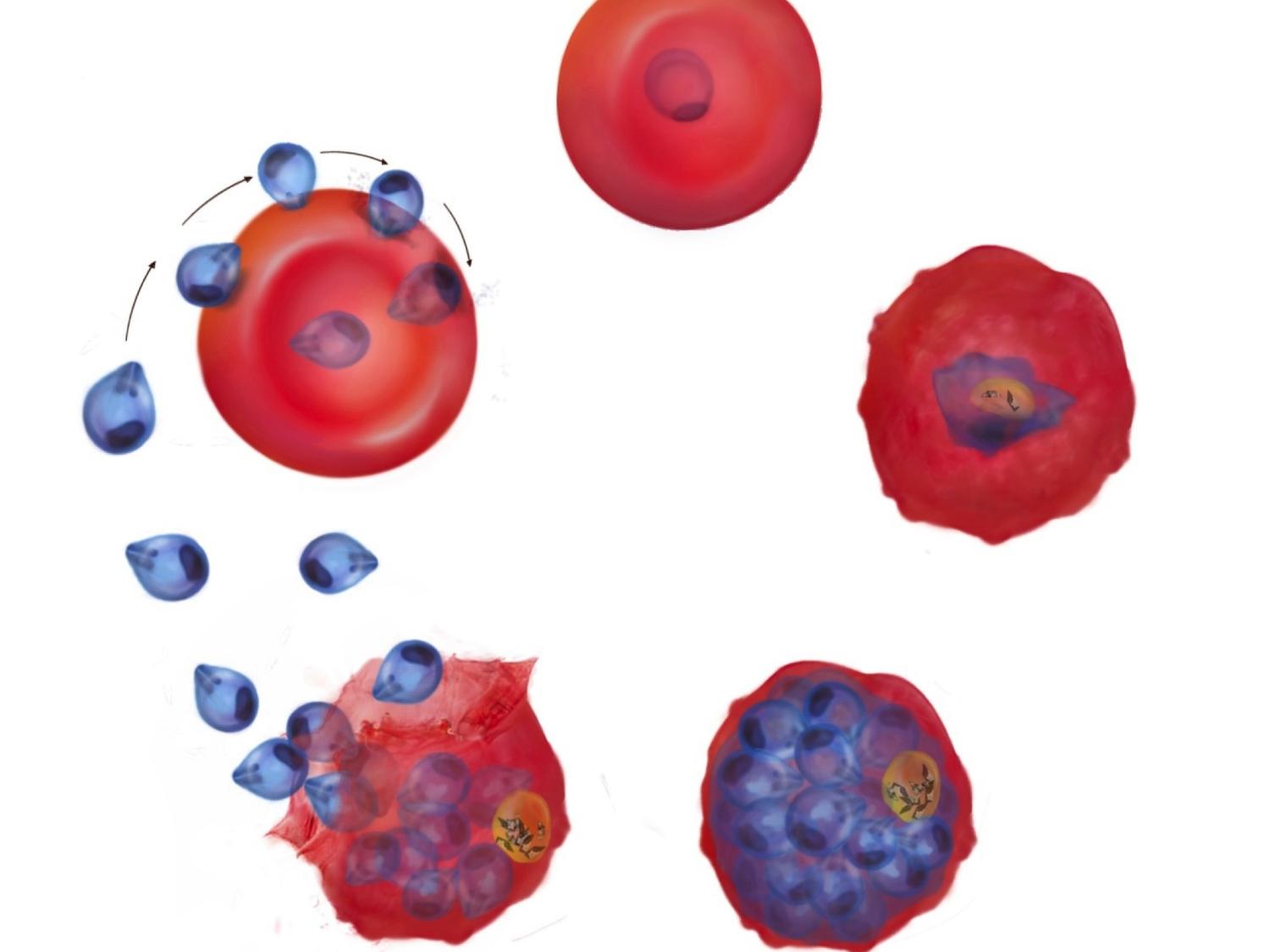 48-hour lifecycle of Plasmodium falciparum lifecycle in human blood cells