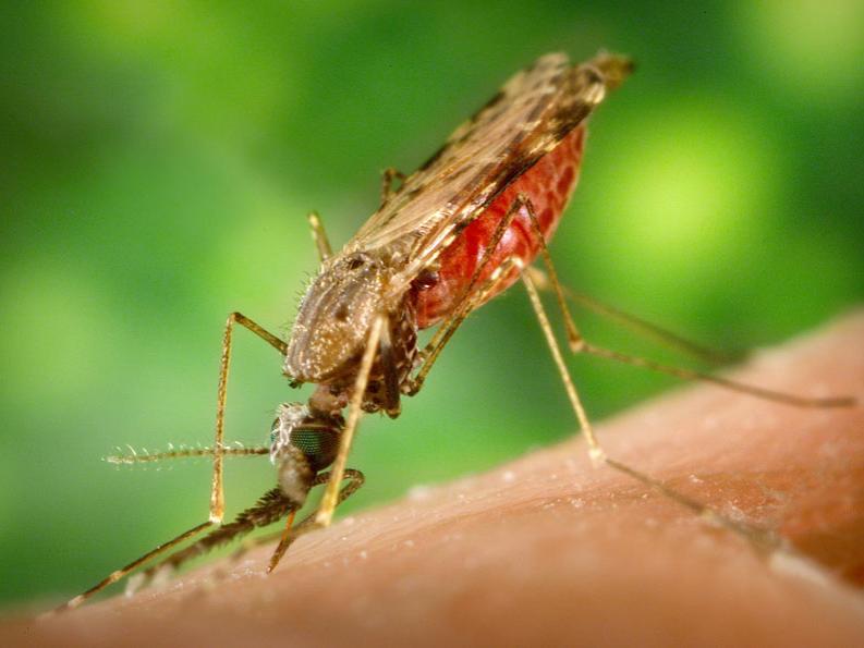 A mosquito feeds on a human host and is engorged with blood