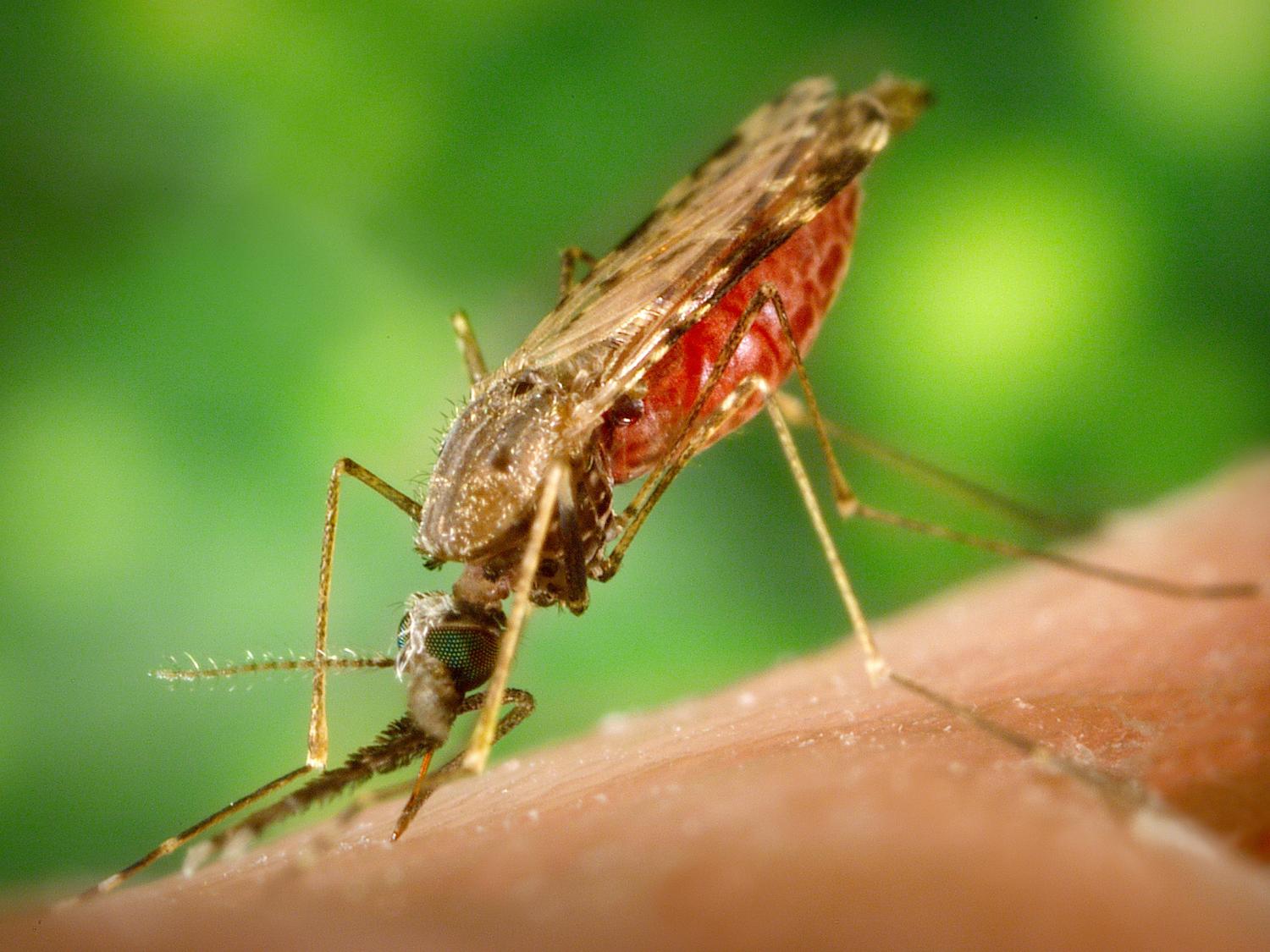 Mosquito engorged with blood, feeding on a human host