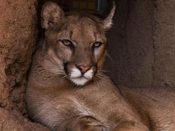A lion is shown lying in a cave.