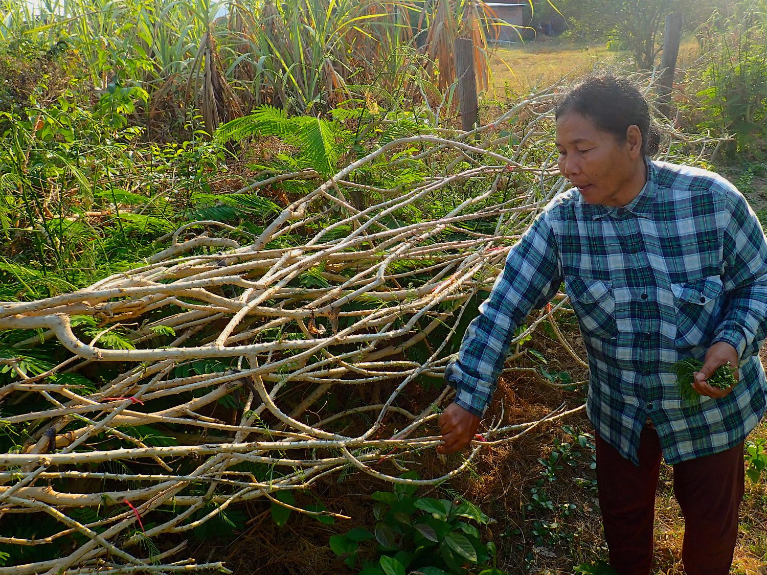 Living Fence Cambodia