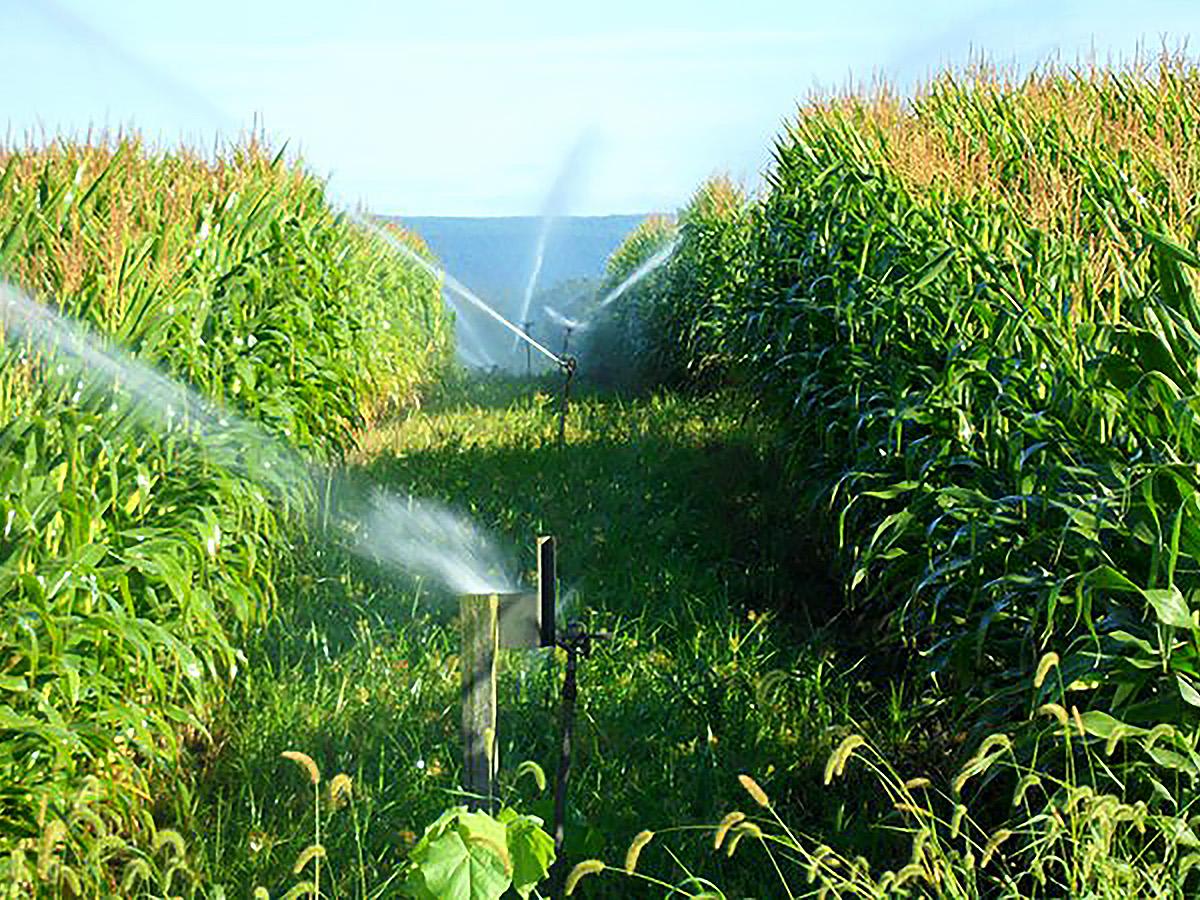 Living Filter corn irrigation