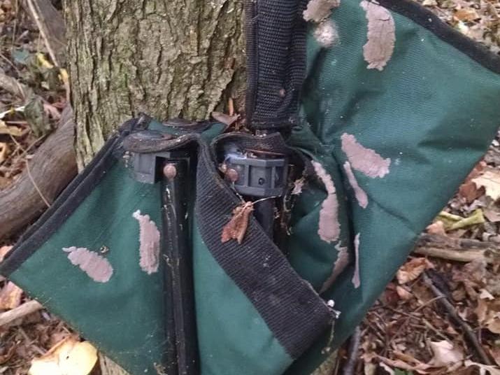egg masses on camping gear