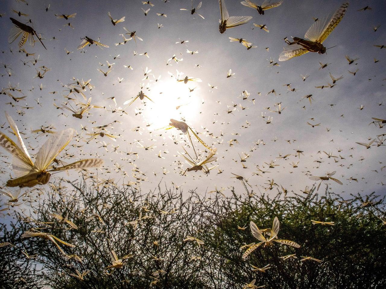 Desert locusts in Africa