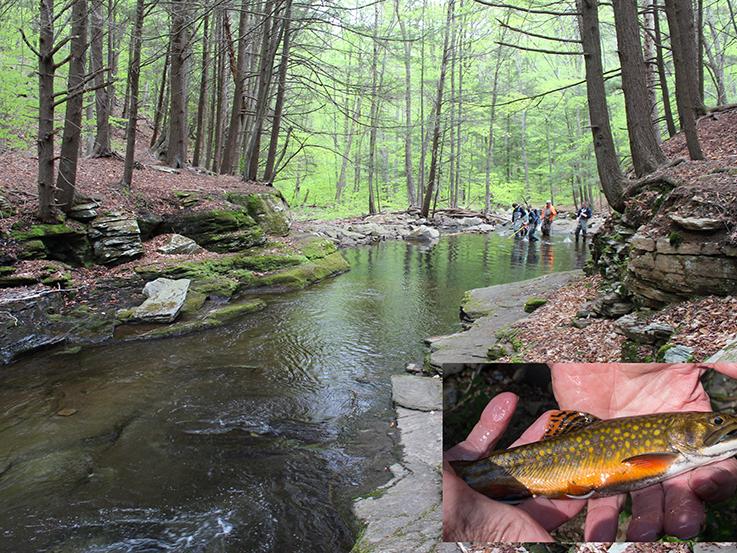 Loyalsock Creek with trout inset