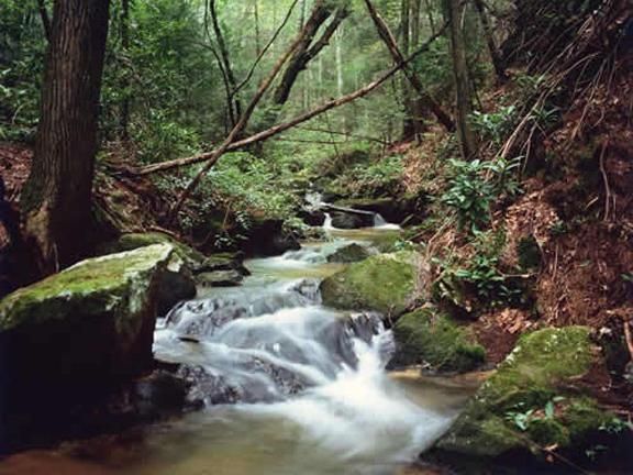 Stream in Loyalsock State Forest