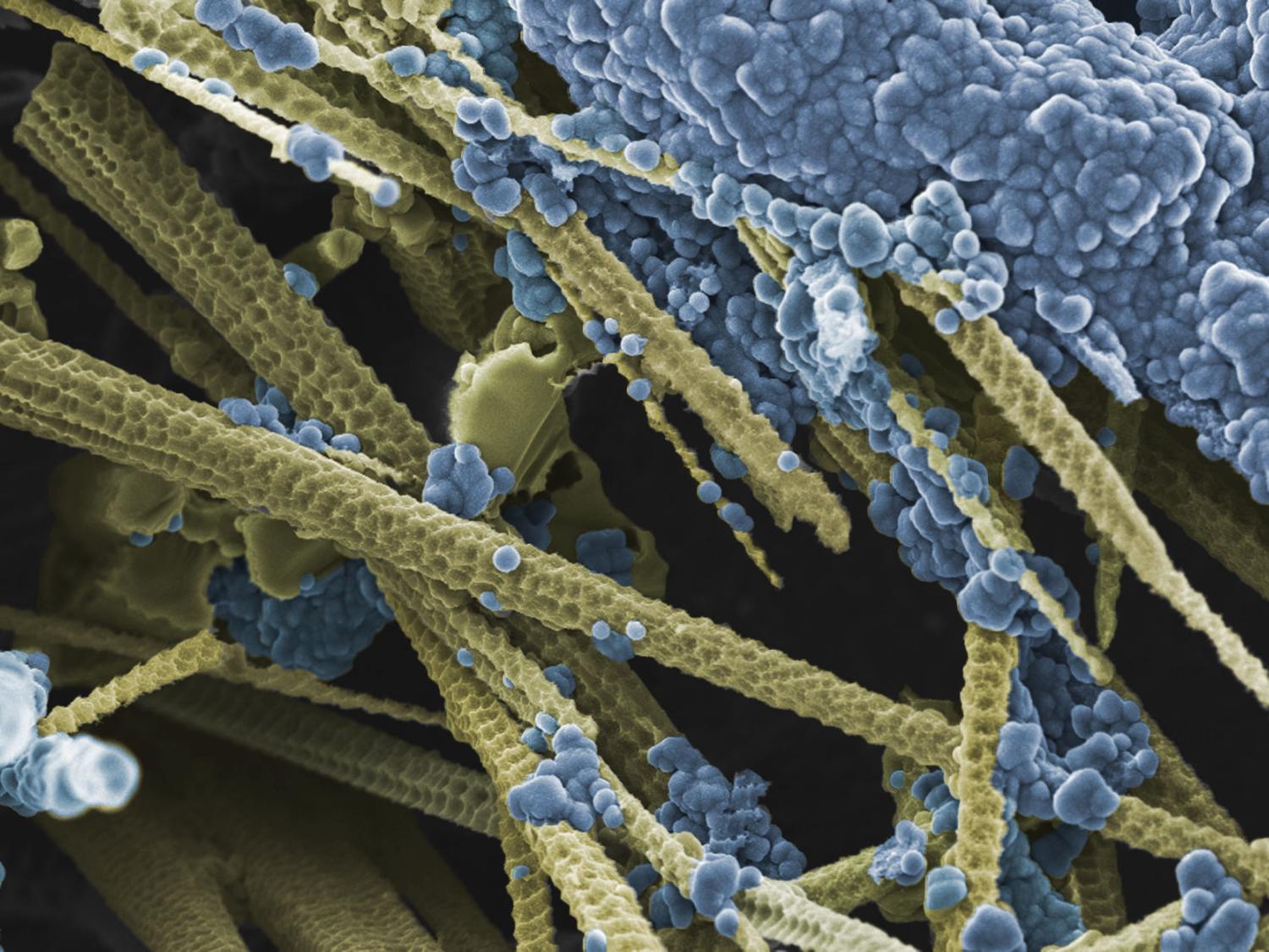 atomically thin coating