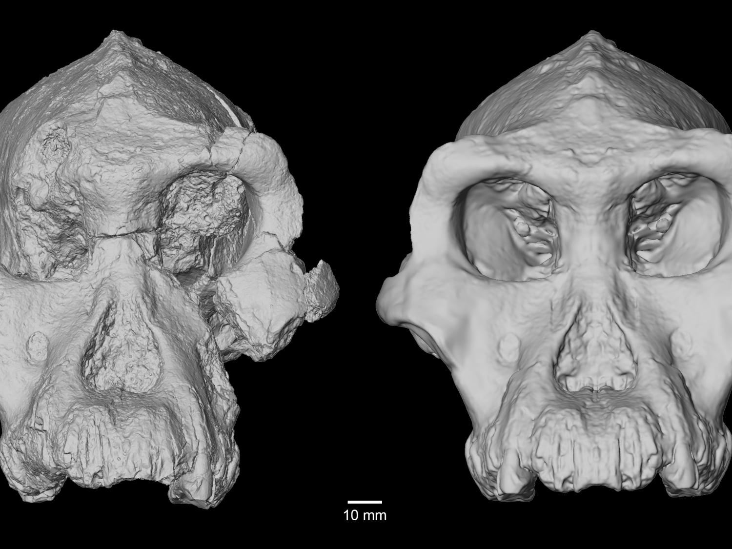 Two models of fossil heads of Astralopithicus anamensis.  The original fossil found in the Afar region of Ethiopia on the left, and the digital reconstruction on the right.